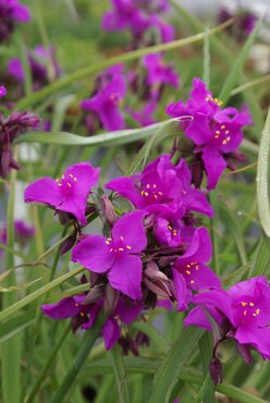 Tradescantia Red Grape 2 Litre