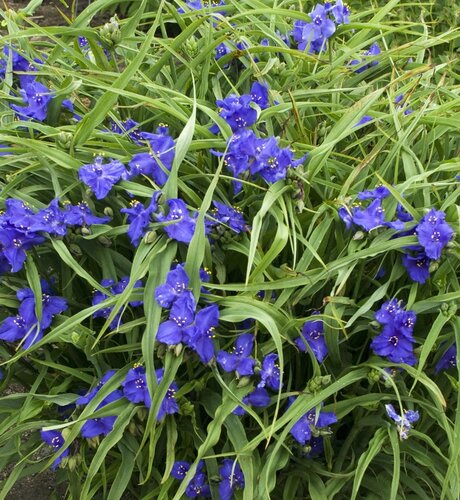 Tradescantia Zwanenburg Blue 2 Litre
