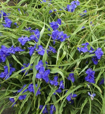 Tradescantia Zwanenburg Blue 2 Litre