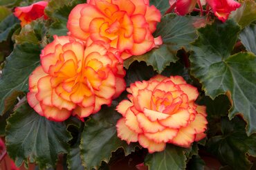 Trailing Begonia Golden Picotee 10.5cm
