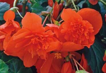 Trailing Begonia Orange 10.5cm