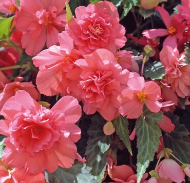 Trailing Begonia Salmon Pink 10.5cm