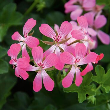 Trailing Geranium Pink Bicolour 10.5cm