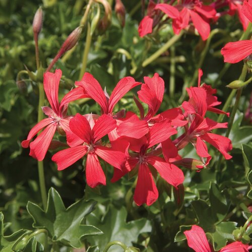 Trailing Geranium Red Hot Red 10.5cm