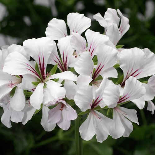 Trailing Geranium White 10.5cm