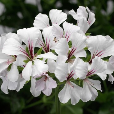 Trailing Geranium White 10.5cm
