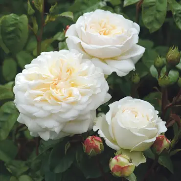 Tranquillity Shrub Rose 6 Litre