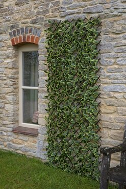 Faux Hosta Leaf Trellis 180x60cm - image 1