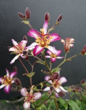 Tricyrtis Akachan Daisy 3 Litre