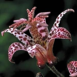 Tricyrtis Dark Beauty 3 Litre