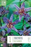 Tricyrtis (Toad Lily)
