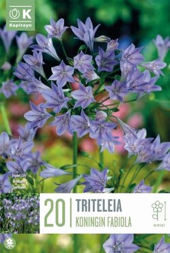 Triteleia Kon. Fabiola