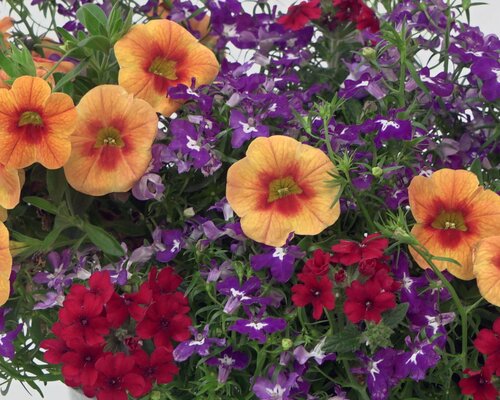 Trixi Ayers Rock 1.5 Litre