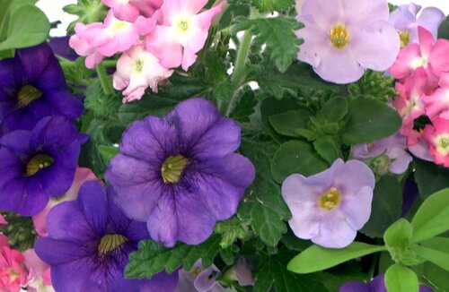 Trixi Blueberry Parfait 1.5 Litre