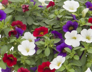 Trixi Early Tricolore 1.5 Litre