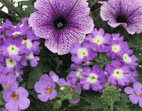 Trixi Joy Blue 1.5 Litre