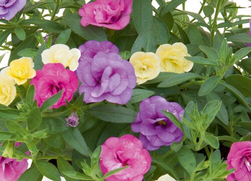 Trixi Petticoat 1.5 Litre