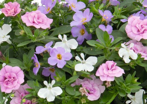 Trixi Romance 1.5 Litre