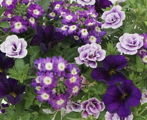 Trixi Shades of Blue 1.5 Litre