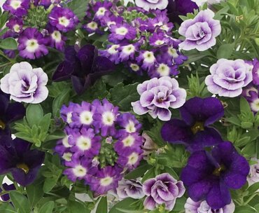 Trixi Shades of Blue 1.5 Litre