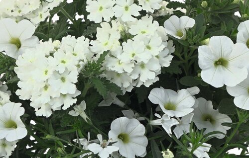 Trixi White Wedding 1.5 Litre