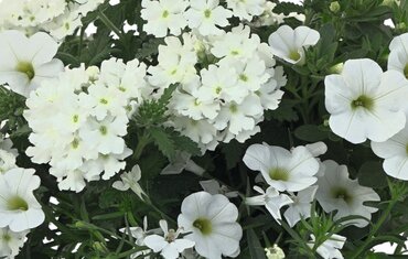 Trixi White Wedding 1.5 Litre