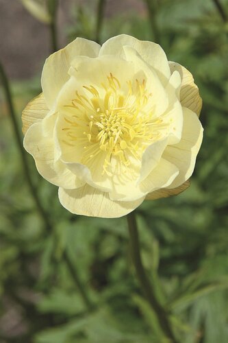 Trollius Alabaster 2 Litre