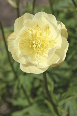 Trollius Alabaster 2 Litre