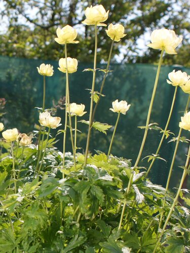 Trollius Cheddar 2 Litre