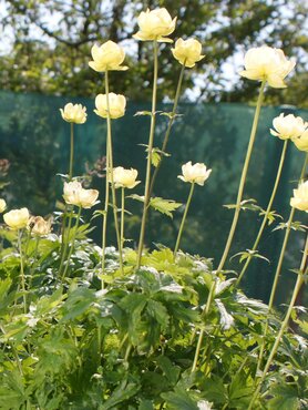 Trollius Cheddar 2 Litre