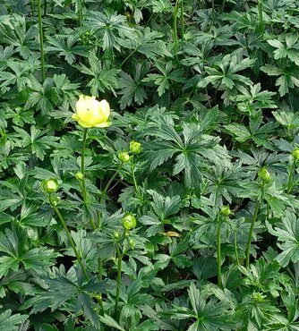 Trollius Full Moon 2 Litre