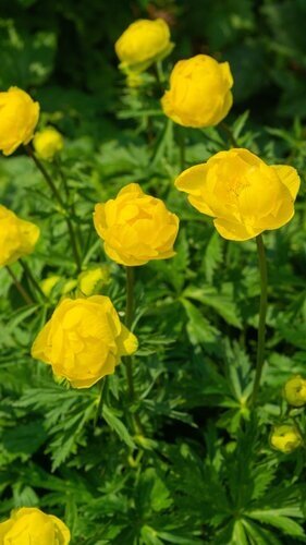Trollius Lemon Queen 1 Litre
