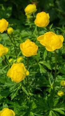 Trollius Lemon Queen 1 Litre