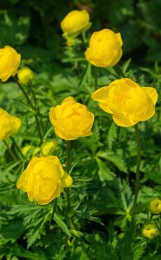 Trollius Lemon Queen 2 Litre