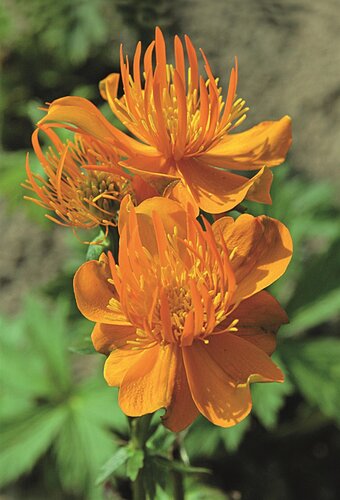 Trollius Orange Triumph 2 Litre