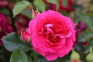 Truly Loved Bush Rose 3 Litre - image 1