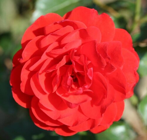 Trumpeter Bush Rose 3 Litre - image 1