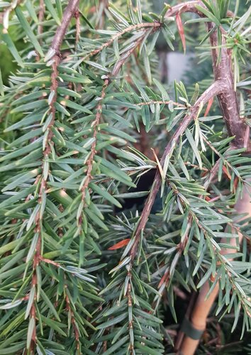 Tsuga Pendula 6 Litre