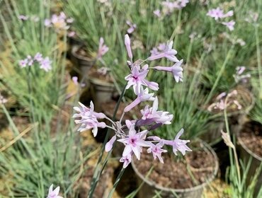 Tulbaghia Purple Eye 1.5 Litre