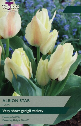 Tulip Albion Star x 8