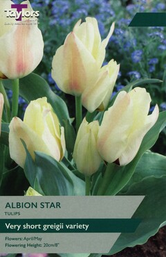 Tulip Albion Star x 8