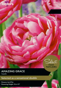 Tulip Amazing Grace