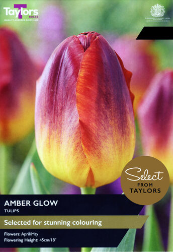 Tulip Amber Glow