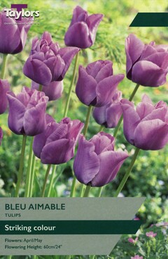 Tulip Bleu Aimable x 6