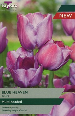 Tulip Blue Heaven x 6