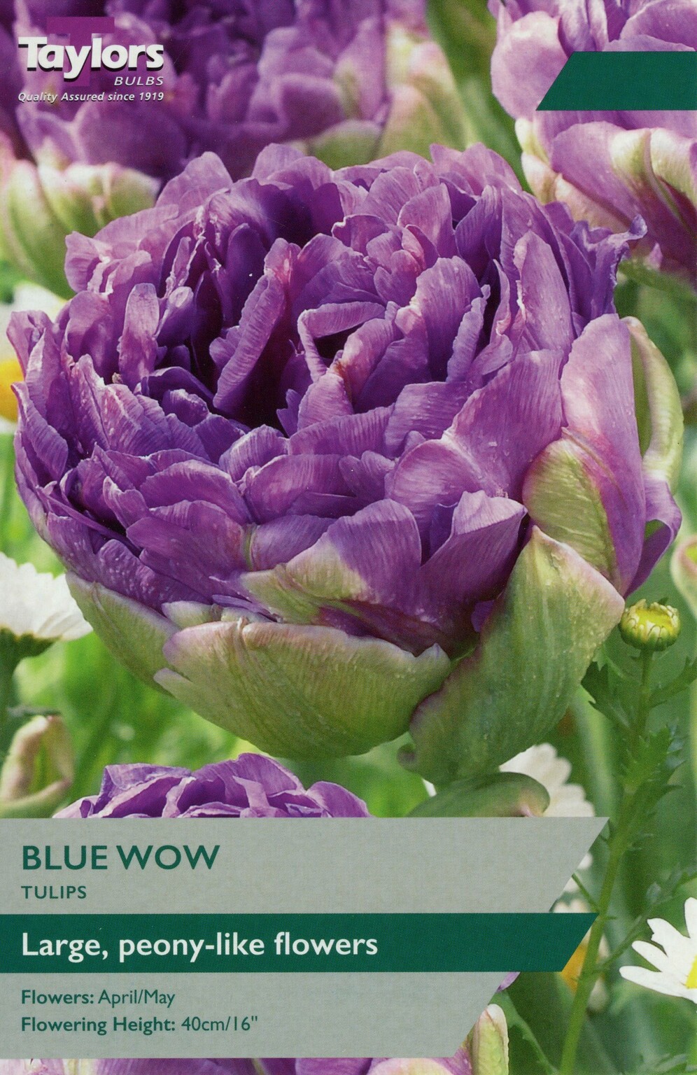 Tulip Blue Wow x 6 Stewarts Garden Centre