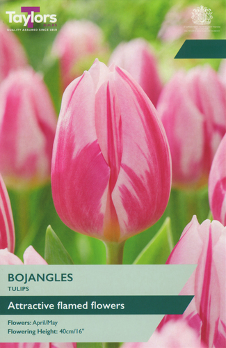 Tulip Bojangles