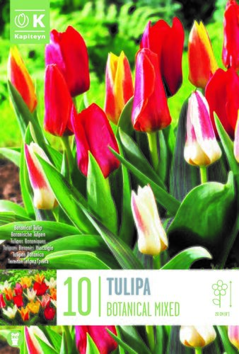 Tulip Botanical Mixed Colours x 10