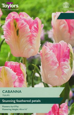 Tulip Cabanna
