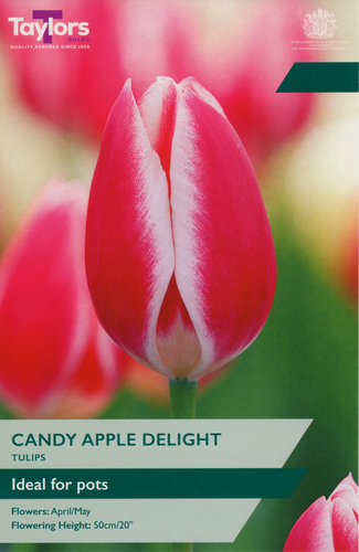 Tulip Candy Apple Delight